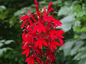 Cardinal Flower Lobelia Cardinalis Native for Hummingbirds 2000 seeds from 2023 - Picture 1 of 13