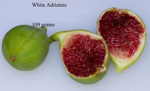 SALE!!! 4 Fig Cuttings, Many varieties!!! - Picture 1 of 7