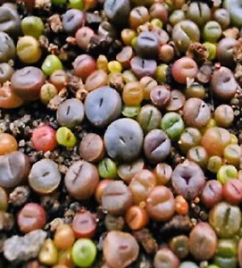 COLOR LITHOPS MIX Succulent EXOTIC Living Stones Desert Rock Seed100SEEDS - Picture 1 of 11