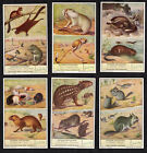Rodents Liebig Cards Set 1954 Paca Flying Aguti Guinea Pig Chinchilla Beaver