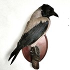 Hooded Crow (Corvus cornix) Taxidermy Wall Mount Eurasian Raven Gothic