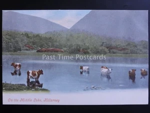 Irland Kerry KILLARNEY AUF DEM MITTLEREN SEE zeigt Kühe um 1903 von Valentine - Bild 1 von 2