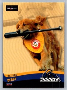 Derby (bat dog) MiLB 2015 33 Trenton Thunder  Bat Dog