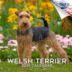 WELSH Terrier Wandkalender 2025 Tier HUND HAUSTIER Liebhaber Geschenk Rasse - Bild 1 von 2