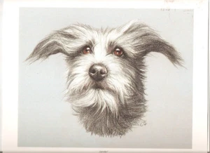 Lurcher Head Study Open Edition Art Print by UK Artist Vic Bearcroft* - Picture 1 of 1