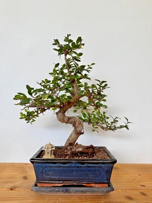 Bonsai chinesische Ulme  / Ulmus parvifolia Nr. 5244  pflegeleicht Anfänger Baum - Bild 1 von 2