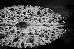 Droplets on Water Lily Black and White Modern Home Decor Wall Art Matted Print - Picture 1 of 3
