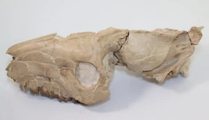 Oreodont, Merycoidodon culbertsoni, Terziario, Oligocene, White River Fm, USA -k861 - Foto 1 di 11