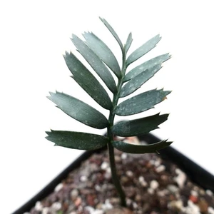 Encephalartos arenarius BLUE FORM - Picture 1 of 3