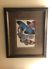 17 X 21 Framed Science Nature Trippy Botanical Butterflies Butterfly Art Print