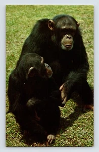 Postcard Chimpanzee Primate Africa 1960s Unposted Chrome - Picture 1 of 2