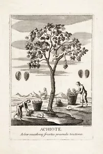 Grabado original de los años 1730 "Achiote" - Imagen 1 de 3