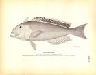 TILE-FISH, AT 80 MILES SOUTH BY EAST OF NO MAN'S LAND, MASS.  Antique print 1884