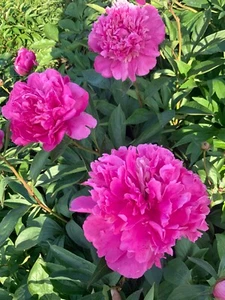 Peony Plant Root "Princess Margaret " with 3-5 eyes (not seeds) - Picture 1 of 1