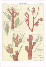 Red Seaweed Cryptogams Botanical Print Picture 1989 TBA#18
