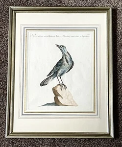 Saviero Manetti 1767 gerahmte handkolorierte Radierung Species di Merla o di Tordo - Bild 1 von 9