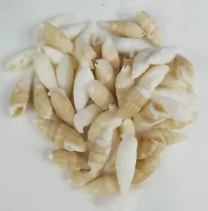 Florida Auger Spiral Pointed Sea Shells Frosted, Home Decor Proj 8 oz pkg Art - Picture 1 of 12