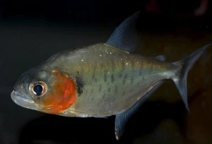 Serrasalmus manueli ( Manueli Piranha) - Free Shipping - Picture 1 of 1