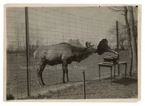 1920s Deer Elk Caribou Bronx Zoo Animal w/ Music Phonograph Press Photo - Picture 1 of 2
