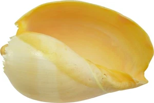 Melon Decorative Seashell Table Top Centerpiece Nautical Home Decor 9" & up - Picture 1 of 1