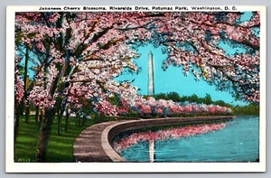 Washington DC-Japanese Cherry Blossoms-Monument c1910s UNUSED Souvenir Postcard - Picture 1 of 2
