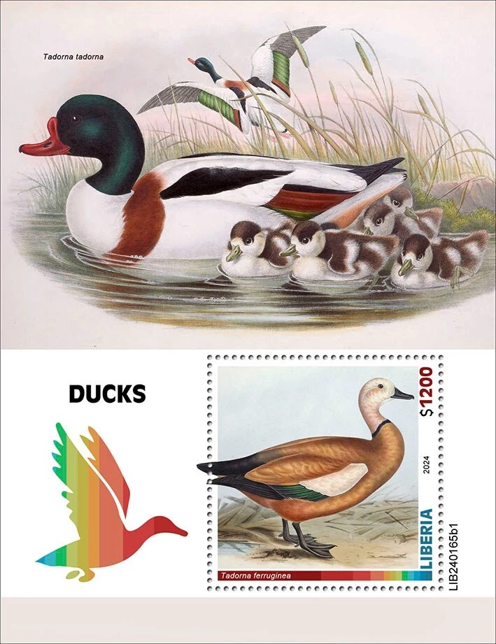 Estampillas de pájaros de patos MNH 2024 Liberia S/S Foto 1 de 1