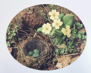 John Sherrin Watercolour Painting - 1884 - Nest and Flowers - Signed - Picture 1 of 9