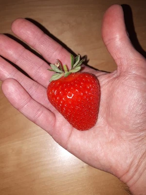 SET N.4 PIANTE DI FRAGOLA RIFIORENTE CHARLOTTE – PRODUZIONE CONTINUA - DA PUGLIA - Immagine 1 di 4