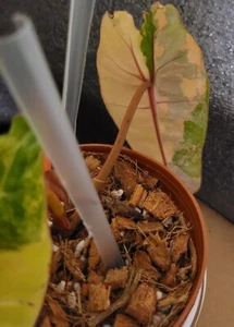 Premium Quality Variegated PINK Billietiae - Extra RARE Collector Plant  - Picture 1 of 5