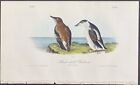 Audubon - Black Guillemot - 1840 Birds of America First Edition