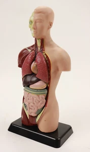 Lakeshore Human Body Take Apart Model BD298 Student Size Science Knowledge 10.5" - Picture 1 of 7