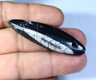 48 CT NATURAL ORTHOCERAS FOSSIL CORAL CABOCHON DRILL PENDANT GEMSTONE FB-471