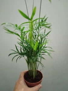 Palmera 1 Unds Chamaedorea elegans Ø9 cms planta con raiz de interior - Imagen 1 de 2