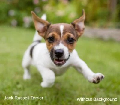 LARGE-SIZED CAR DECALS - JACK RUSSELL TERRIER - 3 CHOICES - Image 1 of 4