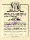 Rules In A Welsh Springer Spaniel