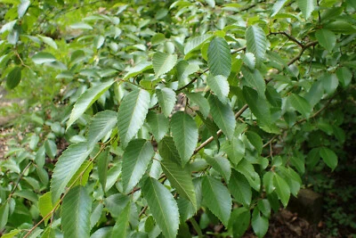 Koreanische Hainbuche Carpinus turczaninowii Pflanze 25-30cm Rarität - Bild 1 von 2