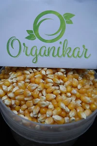 1 kg Corn kernels - Raw Food - Healthy Breakfast - POPCORN - Free post - Foto 1 di 5