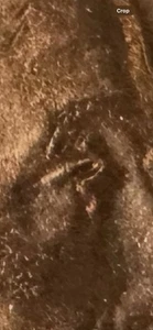 1944 S Wheat Penny Coin DDO-007 Error  Gem UNC A-452 - Picture 1 of 15