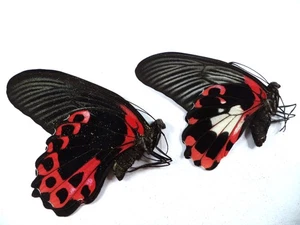 UNMOUNTED BUTTERFLIES PAPILIO ROMANZOVIA ,WHITE FEMALE, PAIR . - Picture 1 of 2