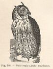 B2199 Owl Royal - Bubo Maximus - Incision Antique Of 1927 - Engraving