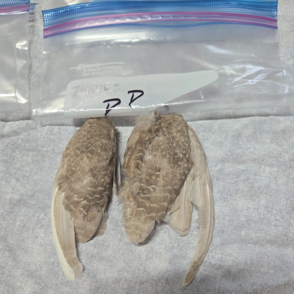 1 комплект перепелиных крыльев - dd - Изображение 1 из 1