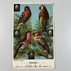 VERY RARE “NECTAR TEA COMPANY” REWARD CARD ALL BRITISH FINCHES & THEIR EGGS