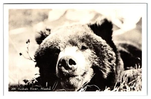 RPPC Kodiak Bear Alaska Postcard - Picture 1 of 2