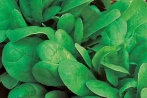 Spinach "English Medania" 500+Seeds (Spinacia Oleracea) Instructions Included x - Picture 1 of 5