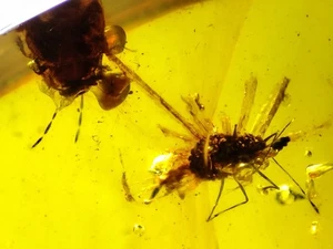 Fossil amber Insect Burmese burmite Cretaceous insect Myanmar - Picture 1 of 4