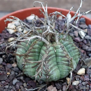 D813 EUPHORBIA VALIDA pot14-H4-W7 cm MaMa Cactus - Picture 1 of 4