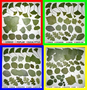Pressed Dried Leafs Leaves Art Craft Supply Ginkgo Oak Rose Bougainvillea Trees - Picture 1 of 12