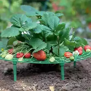 5 Pack Strawberry Plant Support - Strawberry Growing Racks with 4 Sturdy Legs - - Picture 1 of 3