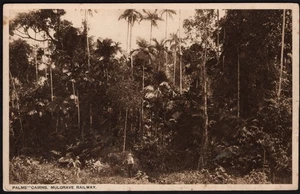 Australian Black & White Postcard. "Palms Cairns Mulgrave Railway". Unposted - Picture 1 of 2