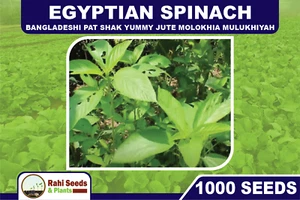 Egyptian Spinach 1,000 Seeds Bangladeshi Pat Shak Yummy Jute Molokhia Mulukhiyah - Picture 1 of 8